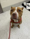 adoptable Dog in , MI named SHAUN MICHAELS