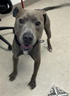 adoptable Dog in Saginaw, MI named MICK FOLEY