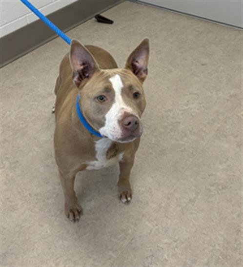 adoptable Dog in Saginaw, MI named ALEXA BLISS