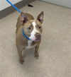 adoptable Dog in , MI named ALEXA BLISS