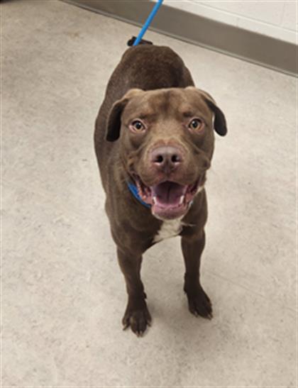 adoptable Dog in Saginaw, MI named MIKE