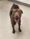 adoptable Dog in , MI named MIKE