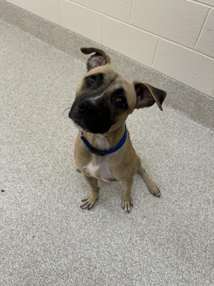 adoptable Dog in Saginaw, MI named PACHINO