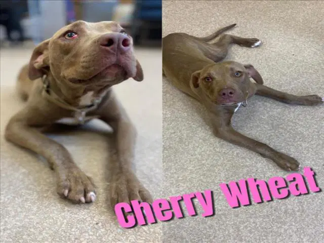 Cherry Wheat - Pit Bull Terrier