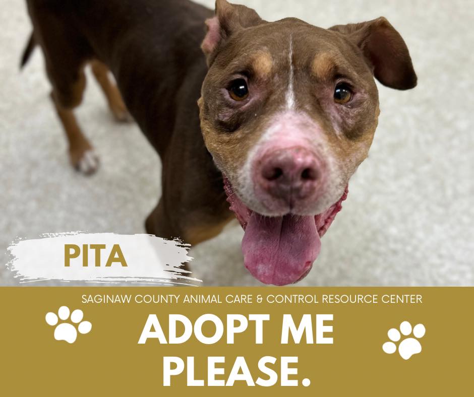 adoptable Dog in Saginaw, MI named PITA