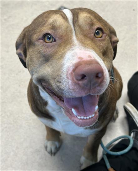 adoptable Dog in Saginaw, MI named AMBROSE