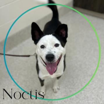 adoptable Dog in Saginaw, MI named NOCTIS