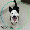 adoptable Dog in  named NOCTIS