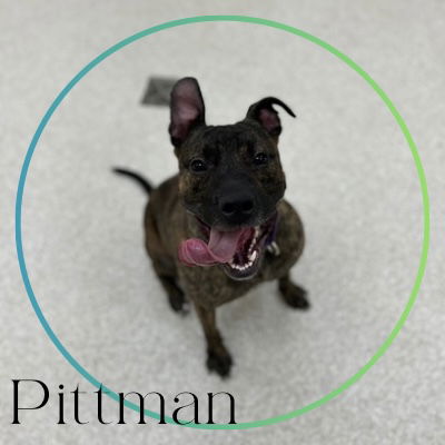 adoptable Dog in Saginaw, MI named PITTMAN