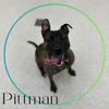 adoptable Dog in , MI named PITTMAN