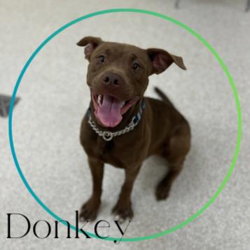 adoptable Dog in Saginaw, MI named DONKEY