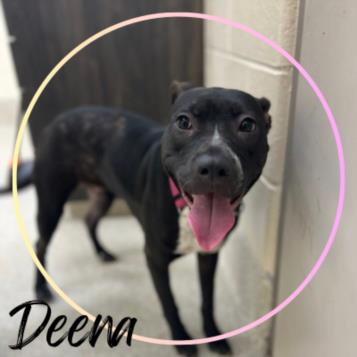 adoptable Dog in Saginaw, MI named DEENA