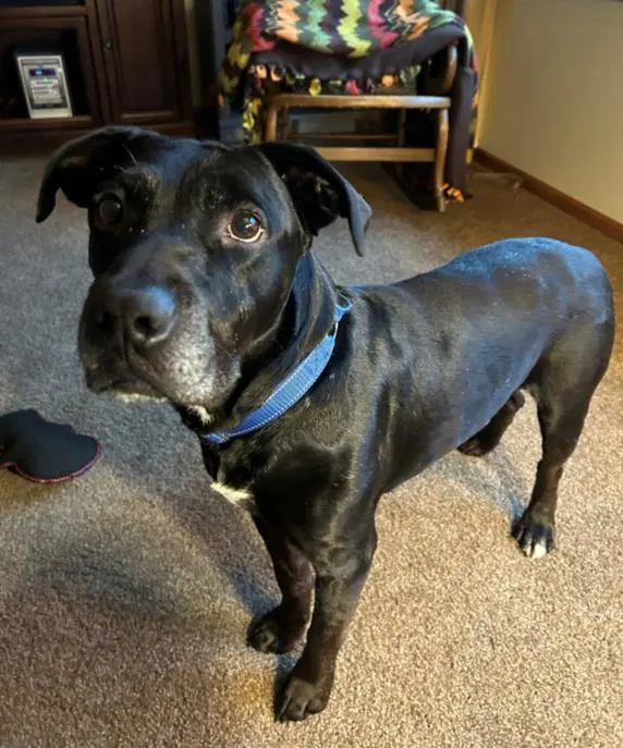 Freddy - Pit Bull Terrier