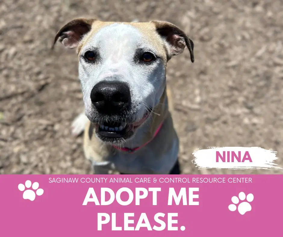 Nina - Pit Bull Terrier