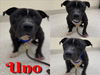 adoptable Dog in , MI named UNO