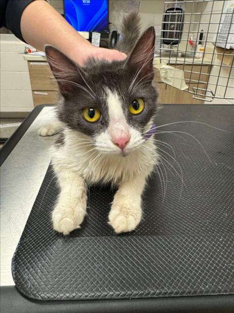 picture of the cat needing adoption