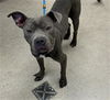 adoptable Dog in , MI named ELTON