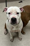 adoptable Dog in , MI named JLO
