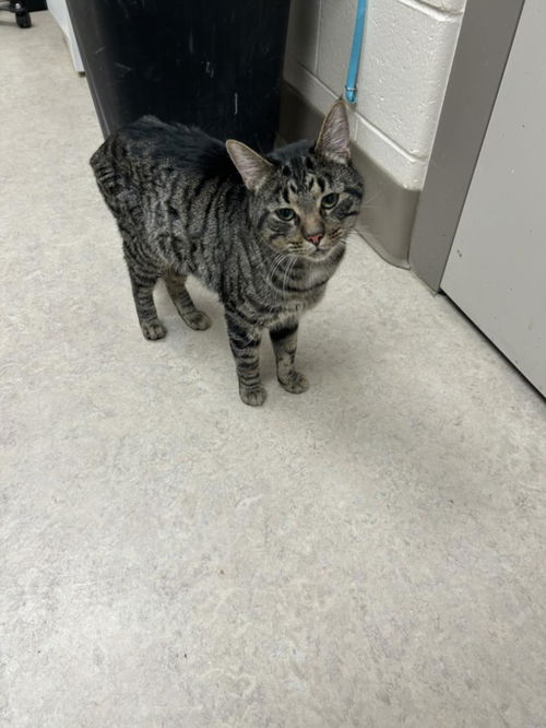 picture of the cat needing adoption