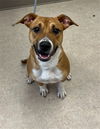 adoptable Dog in , MI named COCONUT