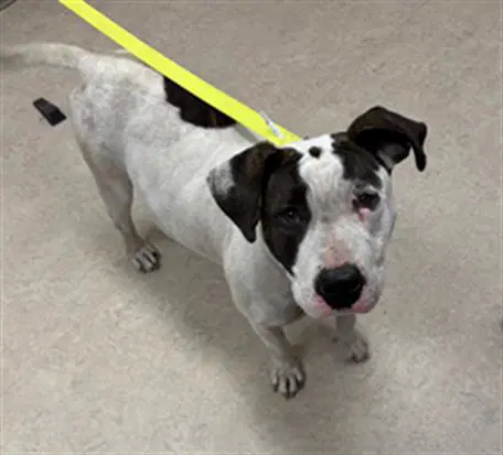 Coraline - Pit Bull Terrier
