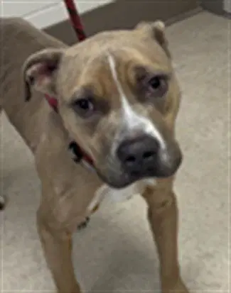 Pancho - Pit Bull Terrier