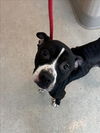 adoptable Dog in , MI named HEFFY