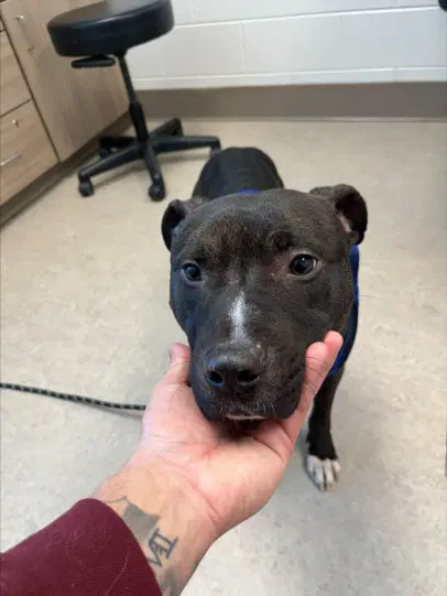 Champ - Pit Bull Terrier