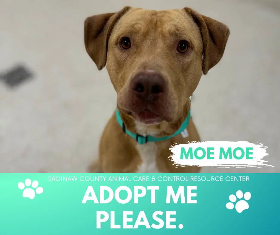 Moe Moe - Labrador Retriever