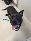 adoptable Dog in Saginaw, MI named GARGAMEL