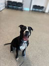 adoptable Dog in Saginaw, MI named TANGO