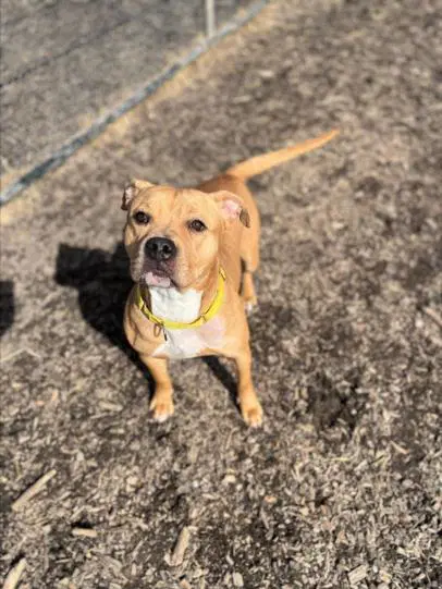 Croissant - Pit Bull Terrier