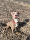 adoptable Dog in Saginaw, MI named BROOKLYN