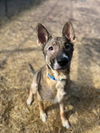 adoptable Dog in Saginaw, MI named CYCLONE