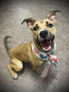 adoptable Dog in Saginaw, MI named MYRA