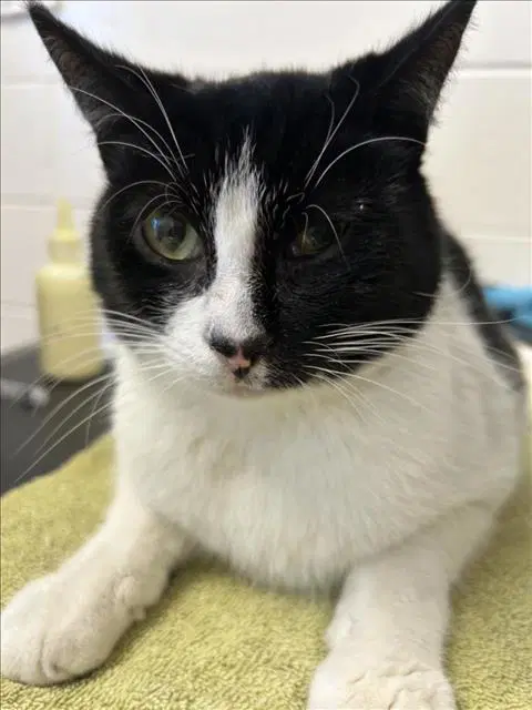 Zephyr - Domestic Short Hair