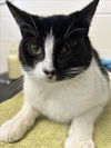 adoptable Cat in , MI named ZEPHYR