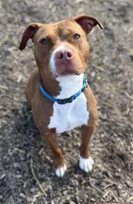 Rory - Pit Bull Terrier