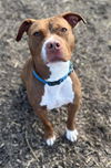 adoptable Dog in , MI named RORY