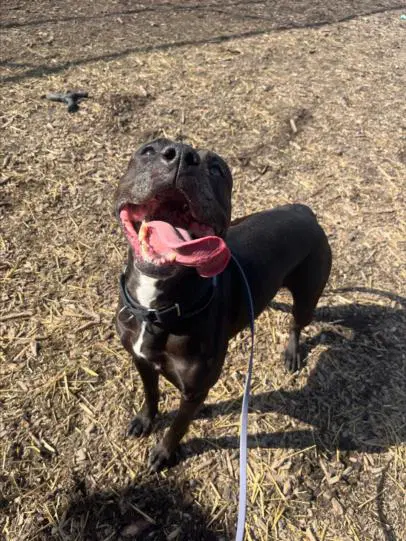 Sooki - Pit Bull Terrier