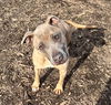 adoptable Dog in Saginaw, MI named MARY OLIVER