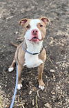 adoptable Dog in Saginaw, MI named NICK CANNON