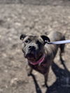 adoptable Dog in Saginaw, MI named KIDA