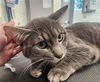 adoptable Cat in Saginaw, MI named KOKOMO