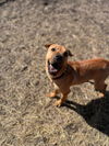 adoptable Dog in  named SONY