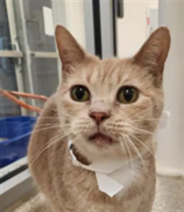 Cream - Domestic Short Hair