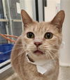 adoptable Cat in Saginaw, MI named CREAM