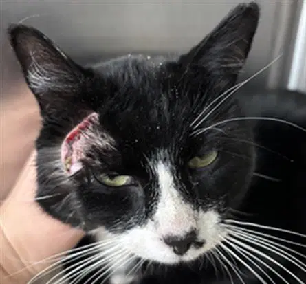 Spongebob - Domestic Short Hair