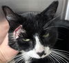 adoptable Cat in Saginaw, MI named SPONGEBOB