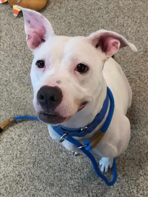 Kassidy - Pit Bull Terrier